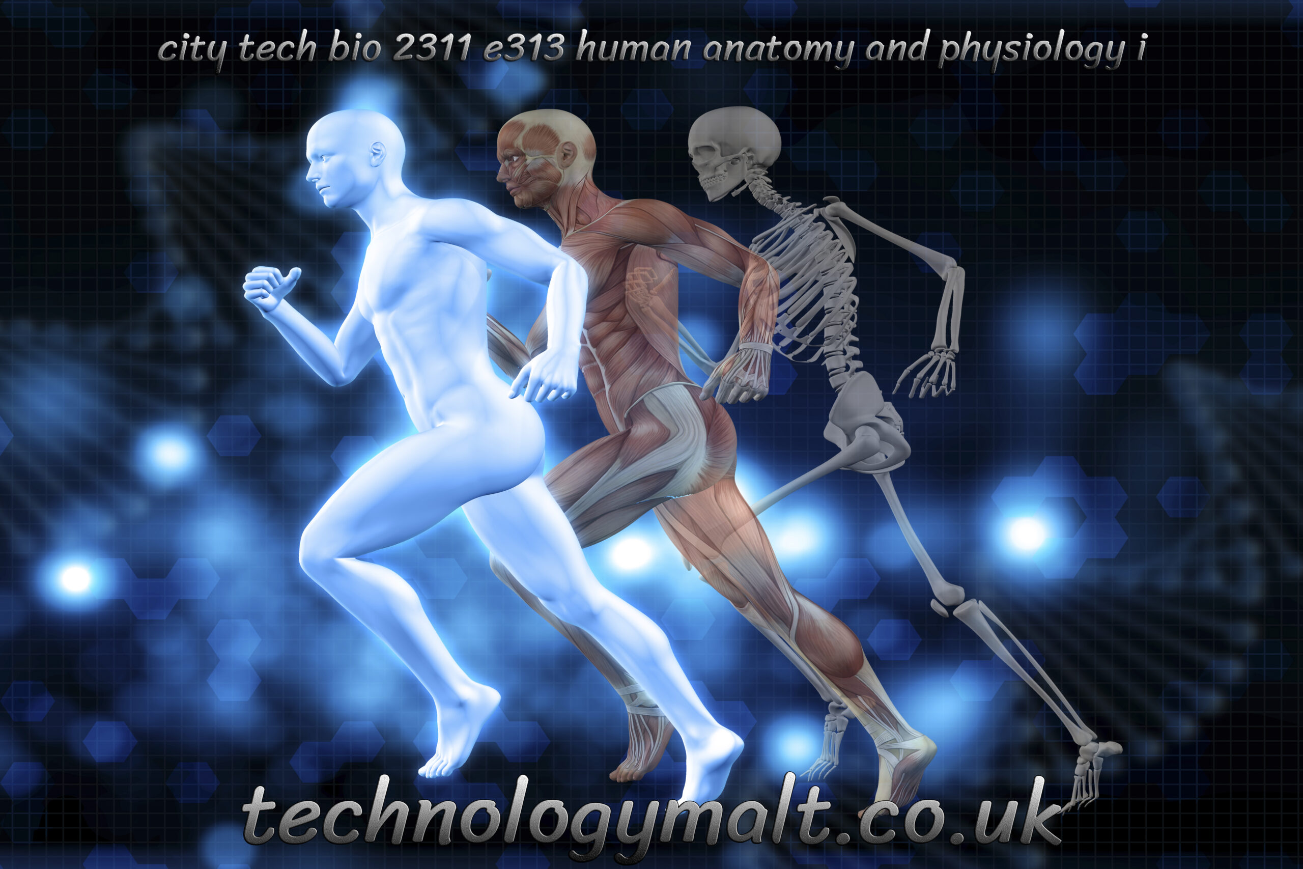 city tech bio 2311 e313 human anatomy and physiology i